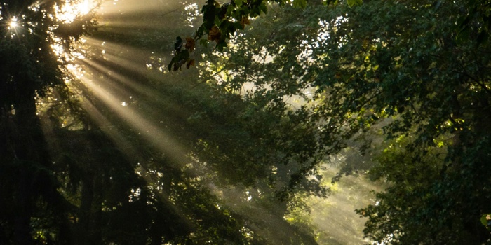 Why Morning Light Has More Impact Than Caffeine